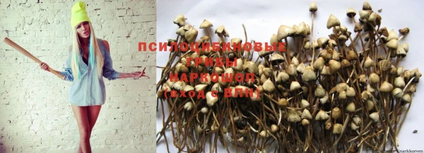 дмт Бородино